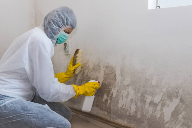 Best Mold Damage Repair  in La Vista, NE