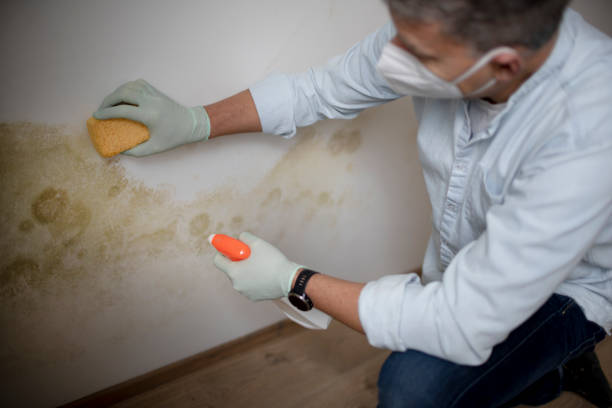 Best Local Mold Removal Service  in La Vista, NE
