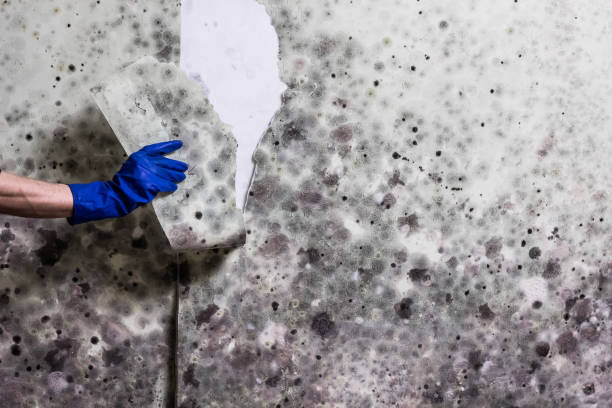 Office Mold Removal Services in La Vista, NE