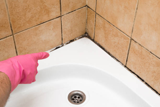Best Attic Mold Removal  in La Vista, NE